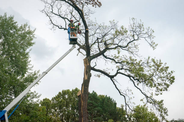 How Our Tree Care Process Works  in  Winona Lake, IN