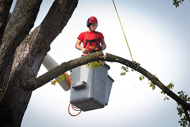 Trusted Winona Lake, IN Tree Care  Experts